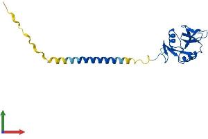 AlphaFold protein structure predicition of Human Recombinant CLEC2D Protein, UniprotID Q9UHP7