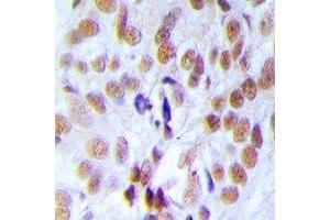 Immunohistochemical analysis of RFC4 staining in rat testis  formalin fixed paraffin embedded tissue section. (RFC4 anticorps)