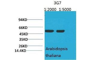 Western Blot (WB) analysis of Arabidopsis with Rubisco(Large Chain) Mouse Monoclonal Antibody diluted at 1) 1:2000 2) 1:5000. (Rubisco anticorps  (Large Subunit))