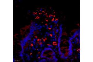 Immunofluorescence of paraffin embedded rat colon using DCR3 (ABIN7076071) at dilution of 1: 700 (450x lens)