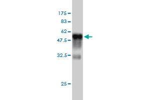 RIT2 anticorps  (AA 1-217)