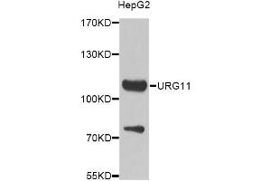 Western blot analysis of extracts of HepG2 cells, using VWCE Antibody. (VWCE anticorps)