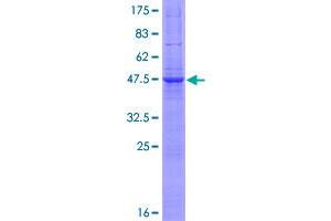 Image no. 1 for Vesicle-Associated Membrane Protein 7 (VAMP7) (AA 1-220) protein (GST tag) (ABIN1324892)