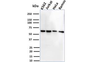 Western Blot Analysis of Human K562, Jurkat, HeLa and Ramos cell lysate using CD127 Mouse Monoclonal Antibody (IL7R/2751).