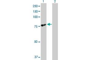 Western Blot analysis of TRAF3IP2 expression in transfected 293T cell line by TRAF3IP2 MaxPab polyclonal antibody. (TRAF3IP2 anticorps  (AA 1-565))