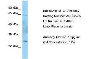Western Blotting (WB) image for anti-Mitochondrial GTPase 1 Homolog (MTG1) (N-Term) antibody (ABIN2789099) (MTG1 anticorps  (N-Term))