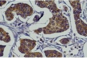 Immunohistochemistry (IHC) image for anti-RAB27A, Member RAS Oncogene Family (RAB27A) (C-Term) antibody (ABIN1440000)