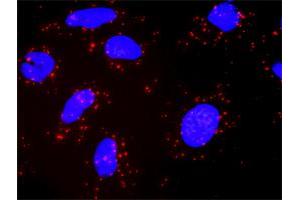 Proximity Ligation Analysis of protein-protein interactions between KIT and PIK3CG.
