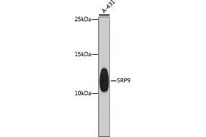 Western blot analysis of extracts of A-431 cells using SRP9 Polyclonal Antibody at dilution of 1:1000. (SRP9 anticorps)