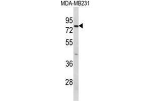 Western blot analysis of RANBP9 Antibody (Center) in MDA-MB231 cell line lysates (35ug/lane). (Importin 9 anticorps  (Middle Region))