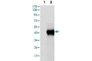 Western blot analysis using SERPINE1 monoclonal antobody, clone 1D5  against HEK293 (1) and SERPINE1 (AA: 194-316)-hIgGFc transfected HEK293 (2) cell lysate. (PAI1 anticorps)