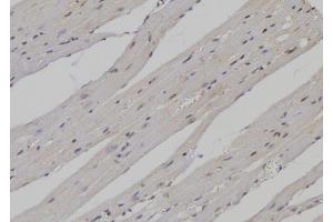 ABIN6276907 at 1/100 staining Mouse heart tissue by IHC-P. (PTBP1 anticorps  (N-Term))
