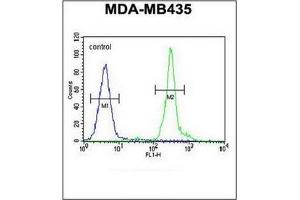 Flow cytometric analysis of MDA-MB435 cells using GFRAL Antibody (C-term) Cat. (GFRAL anticorps  (C-Term))