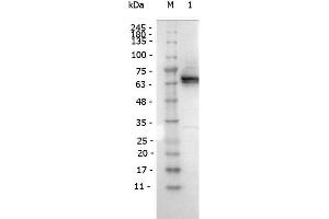 Western Blot of Mouse antibody for the detection of conjugated proteins Monoclonal Antibody Peroxidase Conjugated. (DYKDDDDK Tag anticorps  (HRP))