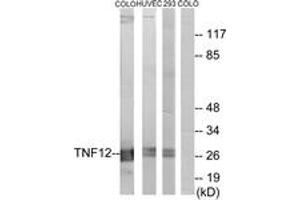 Western blot analysis of extracts from COLO205 cells/HuvEc cells/293 cells, using TNF12 Antibody. (TWEAK anticorps  (AA 41-90))