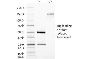 SDS-PAGE Analysis Purified MAML3 Monoclonal Antibody (MAML3/1303). (MAML3 anticorps)