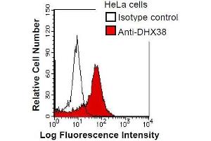 HeLa cells were fixed in 2% paraformaldehyde/PBS and then permeabilized in 90% methanol.