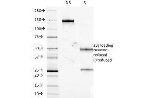 SDS-PAGE Analysis of Purified, BSA-Free TNF-alpha Antibody (clone J2D10). (TNF alpha anticorps)
