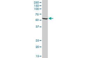 WARS MaxPab rabbit polyclonal antibody. (WARS anticorps  (AA 1-471))