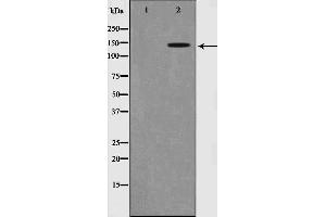 Western blot analysis of Trk B phosphorylation expression in NIH-3T3 whole cell lysates,The lane on the left is treated with the antigen-specific peptide. (TRKB anticorps  (pTyr516))