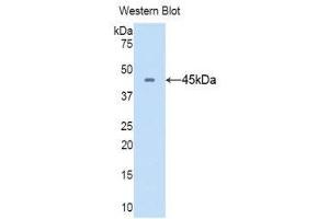 Western Blotting (WB) image for anti-CD40 Ligand (CD40LG) (AA 105-260) antibody (ABIN1858304) (CD40 Ligand anticorps  (AA 105-260))