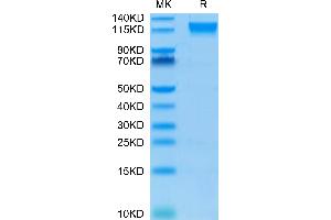 SEMA4D/CD100 Protein (AA 22-734) (His-Avi Tag,Biotin)
