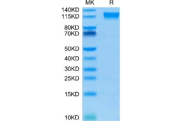 SEMA4D/CD100 Protein (AA 22-734) (His-Avi Tag,Biotin)