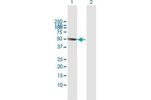 Western Blot analysis of SH2D2A expression in transfected 293T cell line by SH2D2A MaxPab polyclonal antibody. (SH2D2A anticorps  (AA 1-389))