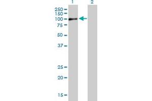 Western Blot analysis of RAB11FIP5 expression in transfected 293T cell line by RAB11FIP5 MaxPab polyclonal antibody. (RAB11FIP5 anticorps  (AA 1-652))