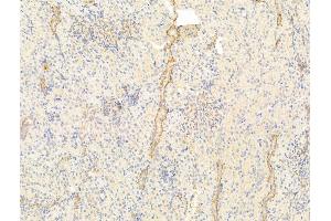 ABIN6261602 and ABIN6273043 at 1/100 staining Rat kidney tissue by IHC-P. (ERO1LB anticorps  (Internal Region))