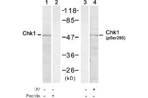 Image no. 1 for anti-Checkpoint Kinase 1 (CHEK1) (pSer280) antibody (ABIN401536) (CHEK1 anticorps  (pSer280))