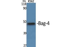 Western Blot (WB) analysis of specific cells using Bag-4 Polyclonal Antibody. (BAG4 anticorps  (C-Term))