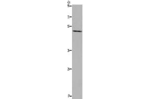 Western Blotting (WB) image for anti-Prostaglandin E Receptor 4 (Subtype EP4) (PTGER4) antibody (ABIN2425821) (PTGER4 anticorps)