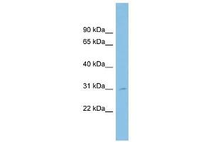SPATA9 antibody used at 1 ug/ml to detect target protein. (SPATA9 anticorps  (N-Term))