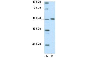 WB Suggested Anti-ZNF259  Antibody Titration: 0.