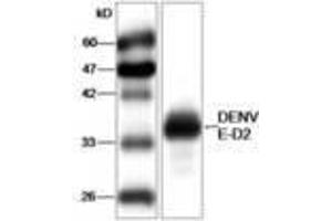 Image no. 1 for anti-Dengue Virus Type 2 (DENV2) (AA 52-280) antibody (ABIN791585) (DENV2 anticorps  (AA 52-280))