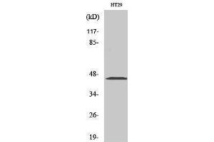 Western Blotting (WB) image for anti-Mitogen-Activated Protein Kinase Kinase 1/2 (MAP2K1/2) (Ser112) antibody (ABIN3175972) (MEK1/2 anticorps  (Ser112))