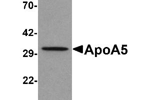 Western blot analysis of ApoA5 in human liver tissue lysate with ApoA5 antibody at 1 µg/mL .