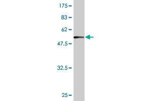 Western Blot detection against Immunogen (57. (FAM84A anticorps  (AA 1-292))