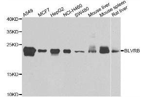Western blot analysis of extracts of various cell lines, using BLVRB antibody. (BLVRB anticorps)