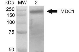 Western Blot analysis of Human 293Trap cell lysates showing detection of 184 kDa MDC1 protein using Mouse Anti-MDC1 Monoclonal Antibody, Clone P2B11 . (MDC1 anticorps  (N-Term) (Biotin))