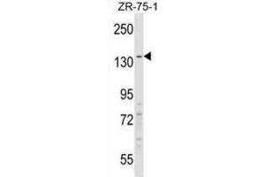 Western Blotting (WB) image for anti-Regulatory Factor X, 1 (Influences HLA Class II Expression) (RFX1) antibody (ABIN2998977)