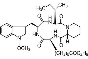 Chemical structure of Apicidin , a HDAC inhibitor.