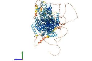 AlphaFold protein structure predicition of Mouse Recombinant Atp10d Protein, UniprotID Q8K2X1