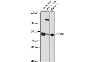 Western blot analysis of extracts of various cell lines, using TE antibody (ABIN6128816, ABIN6148986, ABIN6148987 and ABIN6223335) at 1:1000 dilution. (TEAD3 anticorps  (AA 130-330))