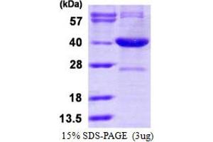 SDS-PAGE (SDS) image for Serine Racemase (SRR) (AA 1-340) protein (His tag) (ABIN6386883) (SRR Protein (AA 1-340) (His tag))
