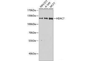 Western blot analysis of extracts of various cell lines using HDAC7 Polyclonal Antibody at dilution of 1:1000. (HDAC7 anticorps)