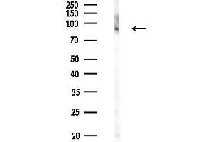 anti-Tumor Necrosis Factor, alpha-Induced Protein 3 (TNFAIP3) (pSer381) antibody