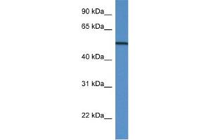 WB Suggested Anti-GC Antibody Titration: 1. (Gc (N-Term) anticorps)
