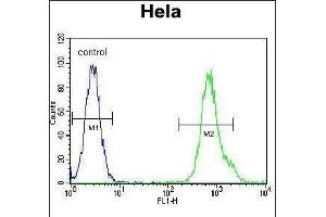 MYH9 Antibody (N-term ) (ABIN6243267 and ABIN6577348) flow cytometric analysis of Hela cells (right histogram) compared to a negative control cell (left histogram). (Myosin 9 anticorps  (N-Term))